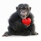 Portrait of a cute little monkey posing with a heart on a white background.