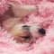 Portrait of cute little puppy redhead Corgi dog lying in pink fluffy blanket sticking out his face and paws and sleeping