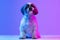 Portrait of cute little Shih Tzu dog sitting on floor isolated over purple neon background.