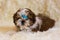 Portrait of a cute little Shih Tzu puppy.