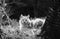 Portrait of cute little vagrant cat isolated lying on tree trunk looking at camera outdoors in black and white in blurred backgrou