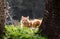 Portrait of cute little vagrant orange cat lying on tree trunk outdoors looking at camera in blurred background