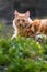 Portrait of cute little vagrant orange cat lying on tree trunk outdoors looking at camera in blurred background