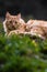 Portrait of cute little vagrant orange cat lying on tree trunk outdoors looking at camera in blurred background