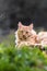 Portrait of cute little vagrant orange cat lying on tree trunk outdoors looking at camera in blurred background