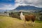 Portrait of cute llama in San Pablo lake, Imbabura