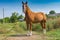 Portrait of cute and lonely chestnut horse standing on a summer pasture