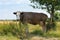 Portrait of cute and lonely young cow standing chained near pear tree on a summer pasture in Ukraine