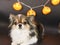 Portrait of  cute long hair black brown and white color Chihuahua dog with Halloween pumpkin electric lantern
