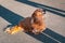 Portrait of a cute long haired miniature dachshund sitting in the shadows of his owners looking up at them