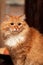 Portrait of cute long-haired red siberian cat with impressive look. Animal in our home.