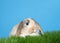 Portrait of a cute lop eared calico bunny rabbit in grass