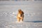 Portrait of cute and lovely shiba inu puppy running on the snow in the winter field. Lovely japanese red shiba inu dog