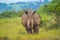 Portrait of cute male bull white Rhino or Rhinoceros in a group