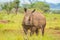 Portrait of cute male bull white Rhino or Rhinoceros in a group