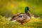 Portrait of a cute mallard duck waterfowl bird