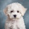 Portrait of a cute Maltese puppy on a blue background.