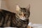 portrait of a cute mature family pet Tabby striped cat resting on a linen bed sheets in a bright room in the family home,