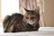 portrait of a cute mature family pet Tabby striped cat resting on a linen bed sheets in a bright room in the family home,