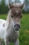 Portrait of a cute mini-horse foal
