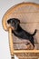 Portrait of a cute miniature pinscher puppy standing on hind legs on a rattan chair
