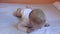 Portrait of a cute newborn baby on the bed in the bedroom.