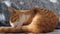 Portrait of cute orange cat washing and cleaning her fur. Ginger kitten stands cozy on the sofa, licking her tail