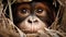 Portrait of a cute orangutan in a straw nest.