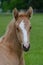 Portrait of a cute palomino warmblood filly in a green meadow