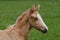 Portrait of a cute palomino warmblood filly in a green meadow