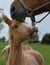 Portrait of a cute palomino warmblood filly, nibbling on some grass hanging out from its mother`s mouth