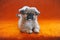 Portrait of Cute Pekingese dog next cage