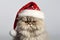 Portrait of cute Persian cat with Santa Claus Christmas hat