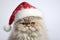 Portrait of cute Persian cat with Santa Claus Christmas hat in snow