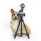 Portrait of cute photographer dog corgi standing on a white background in the studio next to a retro camera on a tripod