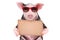 Portrait of a cute pig in sunglasses with a cardboard sign