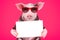 Portrait of a cute pig in sunglasses with a placard