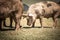 Portrait of cute pigs walking and grazing