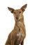 Portrait of a cute podenco andaluz glancing away isolated on a white background