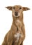 Portrait of a cute podenco andaluz isolated on a white background