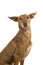 Portrait of a cute podenco andaluz looking at the camera stickin out its tongue isolated on a white background