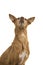 Portrait of a cute podenco andaluz looking up isolated on a white background