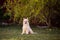 Portrait of cute powderpuff chinese crested dog sitting under the tree in autumn