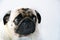 Portrait of a cute pug dog with big sad eyes and a questioning look on a white background