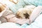 Portrait of a cute pug dog in the hands of the owner. Dog sleeping on hands in the morning on bed with sunlight