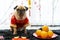 Portrait of Cute Pug Dog wearing a red cheongsam Chinese traditional Cloths. Welcome for Happy Chinese New Year 2020 with Oranges