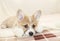 Portrait of cute puppy Corgi lying on the bed and looking sadly forward