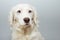 Portrait cute puppy dog with blue eyes, isolated on gray colored background