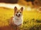 Portrait cute puppy dog Corgi sits on a bright green meadow filled with warm sunlight and Shine on a summer evening