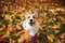 Portrait of a cute puppy dog red Corgi sitting in the autumn Park on the grass on the background of bright fallen colorful maple